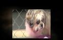 Το ταξίδι της Haylie, μιας επιζήσασας των puppy mills [video]