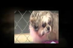 Το ταξίδι της Haylie, μιας επιζήσασας των puppy mills [video]