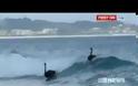Δείτε μαύρους κύκνους να κάνουν surfing στην Αυστραλία! [βίντεο]