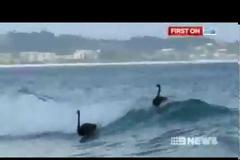 Δείτε μαύρους κύκνους να κάνουν surfing στην Αυστραλία! [βίντεο]