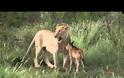 Aπό τα απίστευτα του ζωικού βασιλείου: Λεοντάρι προστατεύει νεογέννητο βουβαλάκι από άλλο λιοντάρι!