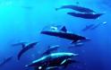 Η μεγαλύτερη συγκέντρωση δελφινιών που καταγράφηκε ποτέ σε κάμερα [video]
