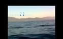 Δελφίνια «παίζουν» στα ανοιχτά του Κρυονερίου [Video]