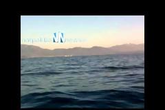 Δελφίνια «παίζουν» στα ανοιχτά του Κρυονερίου [Video]