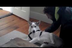 Χάσκι λέει «όχι» στον… ύπνο!