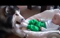 Αlaskan Malamute προστάτης βρέφους(video)