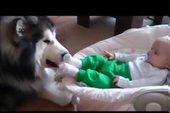 Αlaskan Malamute προστάτης βρέφους(video)