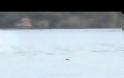 Ψάρι πιάνει… πουλιά στον αέρα [video]