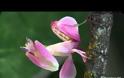 Orchid Mantis: Το αλογάκι της παναγίας που καμουφλάρεται σαν ορχιδέα [video]
