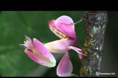 Orchid Mantis: Το αλογάκι της παναγίας που καμουφλάρεται σαν ορχιδέα [video]