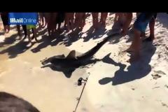 Καρχαρίας γέννησε μπροστά στα μάτια λουόμενων [video]