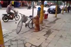 Σκύλος, το καλύτερο αντικλεπτικό του κόσμου! [video]
