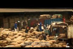 Η πικρή ιστορία πίσω από τη... γλυκιά σοκολάτα! [Video]