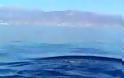 Ταξιδεύοντας με τα δελφίνια στη Χρυσή! [video]