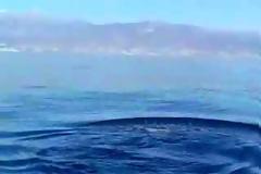 Ταξιδεύοντας με τα δελφίνια στη Χρυσή! [video]