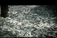 Το νέο spot του WWF Ελλάς θέτει τον άνθρωπο στο επίκεντρο [video]