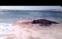 Καρχαρίες επιτίθενται σε φάλαινα (video)