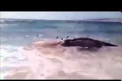 Καρχαρίες επιτίθενται σε φάλαινα (video)