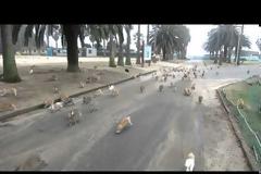 Εκατοντάδες πεινασμένα κουνέλια καταδιώκουν τουρίστρια [video]