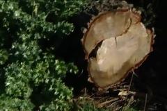 SOS: Κόβουν τα δένδρα του Σπερχειού [Video - Photos]