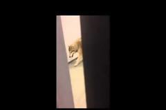 Εισβολή λύκου σε ξενοδοχείο στο Σότσι! (video)
