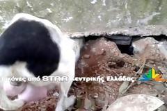 Δείτε την συγκλονιστική προσπάθεια σκυλίτσας να σώσει τα κουτάβια της. Τα είχε θάψει ζωντανά ένας άνθρωπος [Videos]