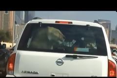 Το κατοικίδιό του είναι ένα... λιοντάρι! [video]