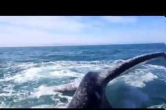 Έφαγε σφαλιάρα από φάλαινα! [video]
