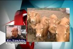 Δύο κρούσματα της νόσου των «τρελών αγελάδων» στη Φθιώτιδα