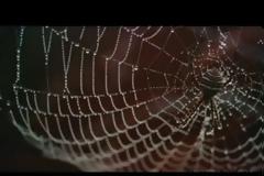 Ο Spiderman γίνεται πραγματικότητα; [video]