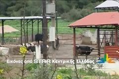 Σοκαρισμένοι οι κάτοικοι της Μαλεσίνας για τις τρελές αγελάδες