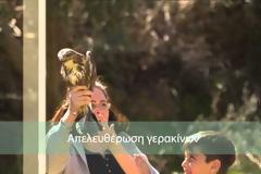Με μαθητές του Λεωνιδίου η απελευθέρωση γερακίνων που διοργάνωσε ο Φορέας Διαχείρισης όρους Πάρνωνα υγροτόπου Μουστού