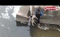 Συγκλονιστικό - Πως λέει ευχαριστώ ένας αδέσποτος σκύλος στον άνθρωπο που τον έσωσε [video]