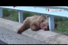 Ατύχημα με αρκούδα στην Εγνατία Οδό [Video]