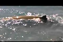 Φάλαινα χάνει τον προσανατολισμό της και τη βοηθά ένας τολμηρός Κρητικός - Tο βίντεο σαρώνει