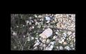 Το ζώο της εβδομάδας: Σπιτόφιδο (Zamenis situlus) [Video]