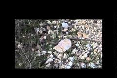 Το ζώο της εβδομάδας: Σπιτόφιδο (Zamenis situlus) [Video]