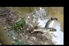 Αλιγάτορας τρώει (;) ηλεκτροφόρο χέλι! [video]