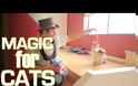Γάτες και οι αντιδράσεις τους σε μαγικά κόλπα! [video]