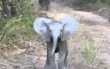 Ελεφαντάκι «ορμάει» σε τουρίστες [video]