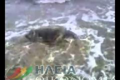 Βρέθηκε νεκρή χελώνα σε παραλία του Κατακόλου [video]