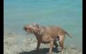 Το απόλυτο beach party διοργανωμένο από... σκύλους! [video]