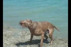Το απόλυτο beach party διοργανωμένο από... σκύλους! [video]