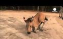 Ξέρετε τι είναι το Zonkey;