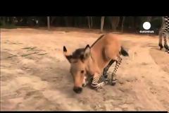 Ξέρετε τι είναι το Zonkey;