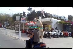 Σκύλος... καβάλησε τη μηχανή και βγήκε βόλτα στους δρόμους της Μυκόνου [video]