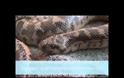 Το ζώο της εβδομάδας: Ερημόφιδο (Eryx jaculus) [video]