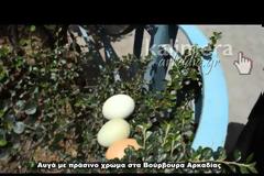 Κότες στην Αρκαδία γεννούν … πράσινα αυγά