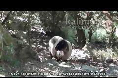 Γέμισε η Αρκαδία νεκρά ζώα από τον καταρροϊκό! [video]