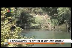 Ο κροκόδειλος του Ρεθύμνου κάνει βόλτες στις όχθες της λίμνης και κολυμπάει δίπλα στις πάπιες [video + photos]